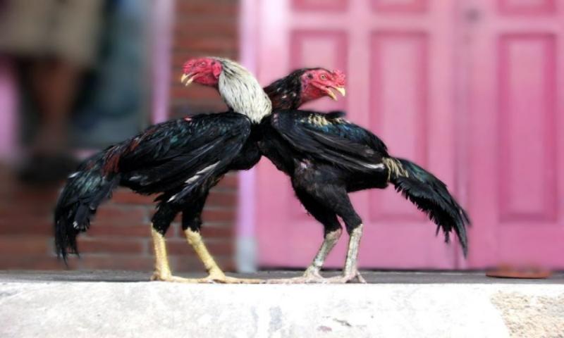 Lưu ý khi chơi cá cược thú vị cùng các chiến kê