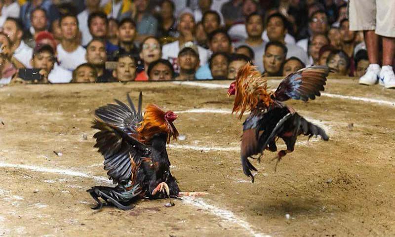 Giới thiệu về cá cược đá gà